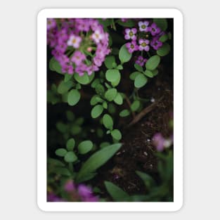 Alyssum Sticker